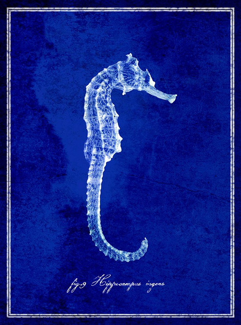 Seahorse Poster Print - ArtLab GI