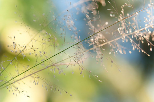 The Beauty of the Earth Poster Print - Rainbow Fine Jenny