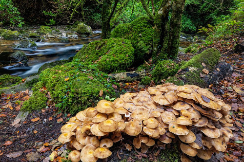Mushrooms along Torq Creek in Killarney National Park Poster Print - Chuck Haney