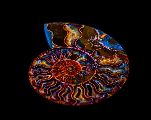 Nautilus II Poster Print - LightBoxJournal