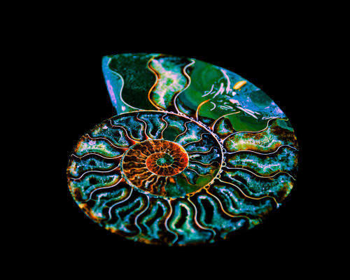 Nautilus I Poster Print - LightBoxJournal Nautilus I Poster Print - LightBoxJournal