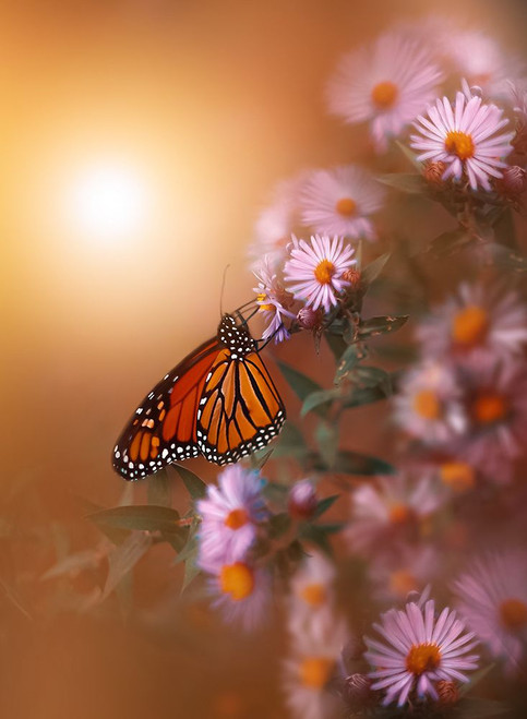 Summer Memory Poster Print - Grams Love