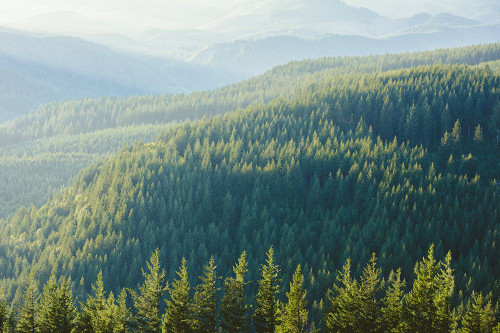 Green Vintage Treescape Poster Print - Magick Nature