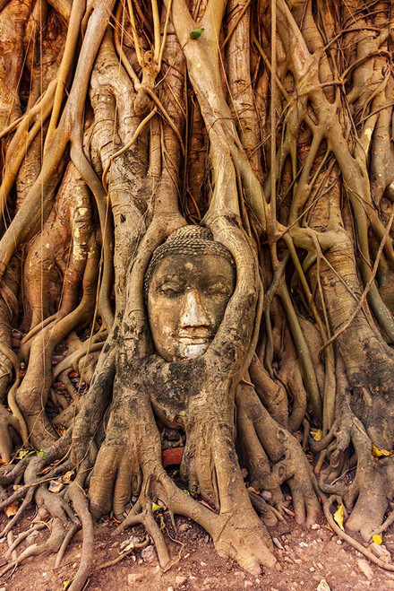 Thailand- Ayutthaya. Wat Mahathat. Buddha head engulfed in tree roots. Poster Print - Tom Haseltine