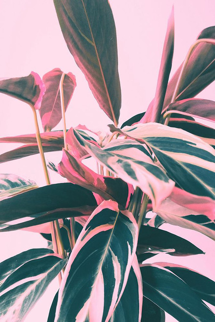 Pink Kalathea Poster Print - Emanuela Carratoni