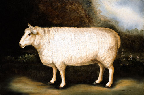 New Leicester Sheep Poster Print - Alexandra Churchill