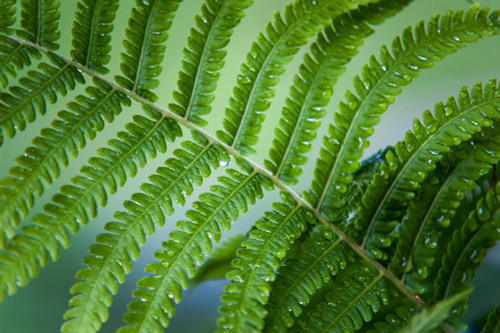 Healing Art Fern Leaf After Rain Poster Print - Rainbow Fine Jenny