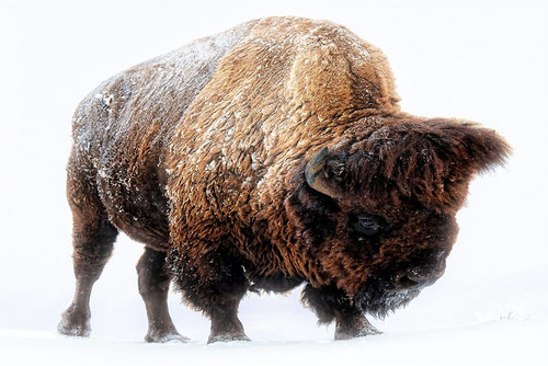 American Bison In Snow Poster Print - Lena Owens