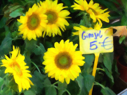 Sunflowers for Sale Poster Print - GST
