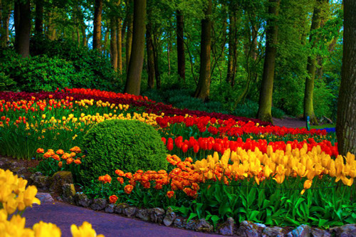 Colorful Corner Keukenhof Tulips Garden 3 Poster Print - Rainbow Fine Jenny