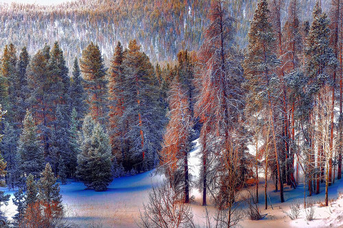 Rockies Mountain Park, Colorado Woods Poster Print - Lena Owens