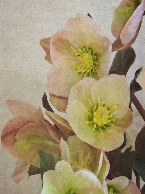 Heliobore 2 Poster Print - GST