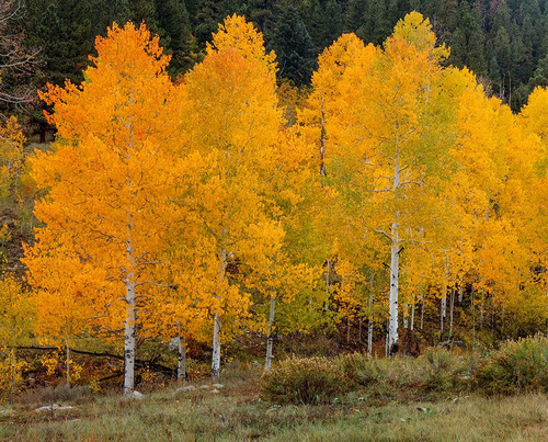 Vivid Aspens 2 Poster Print - Bill Sherrell