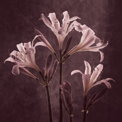 Lilies in Antiquity Poster Print - Leda Robertson