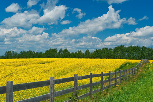 Canada-Ontario-New Liskeard. Yellow canola crop and wooden fence. Poster Print - Gallery Jaynes