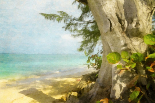 Tropical Solitude Poster Print - GST