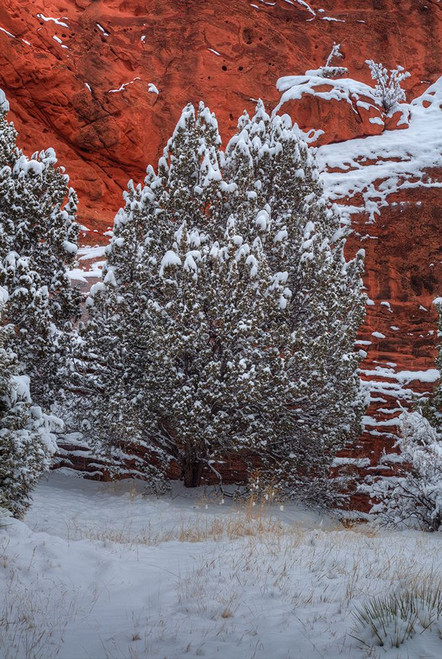 Snow Trees Against  A Canyon Wall Poster Print - Bill Sherrell