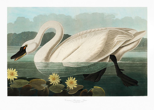 Common American Swan From Birds of America