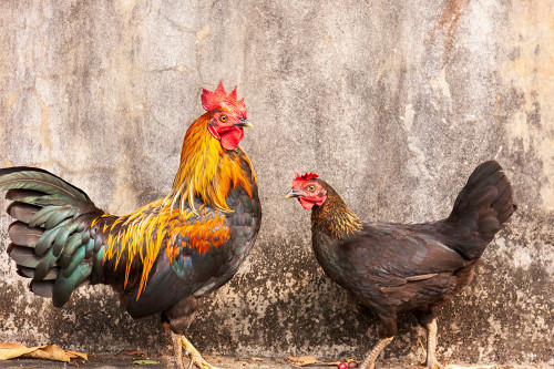 Laos- Luang Prabang. Chickens. A rooster and a hen. Poster Print - Tom Haseltine