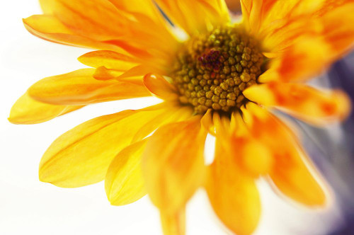 A Little Bit Sun in the Cold Time Poster Print - Rainbow Fine Jenny