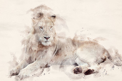 Abstract African Lion Watercolor Art Poster Print - Toit Arno Du