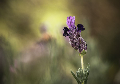 Lavender 1 2 Poster Print - Claudi Lourens