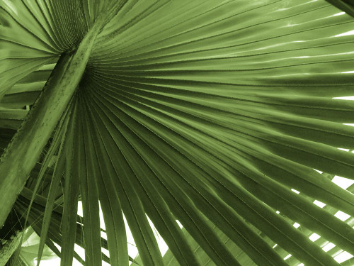 Palm Frond Close Up Poster Print - GST
