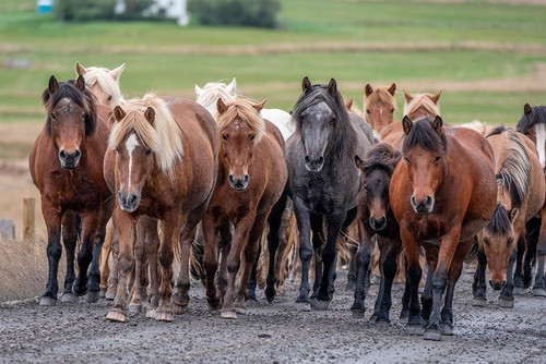 Herd of Icelandic horses travels along a road. Poster Print - Betty Sederquist