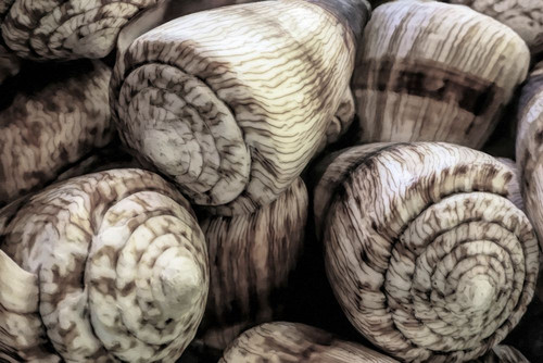 Cone Shell Still Life Poster Print - GST