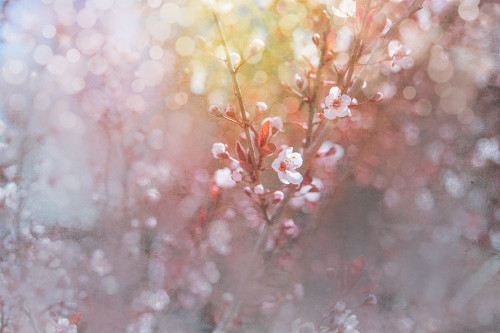 Spring Blooms 07 Poster Print - LightBoxJournal