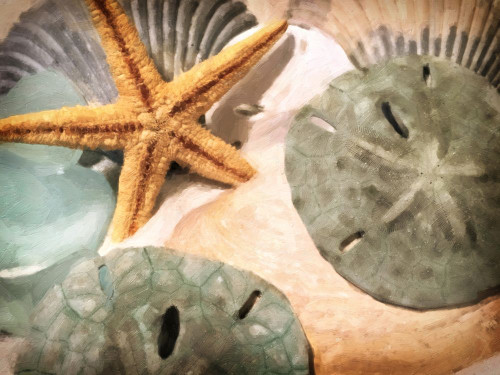 Sand Dollars and Starfish Poster Print - GST