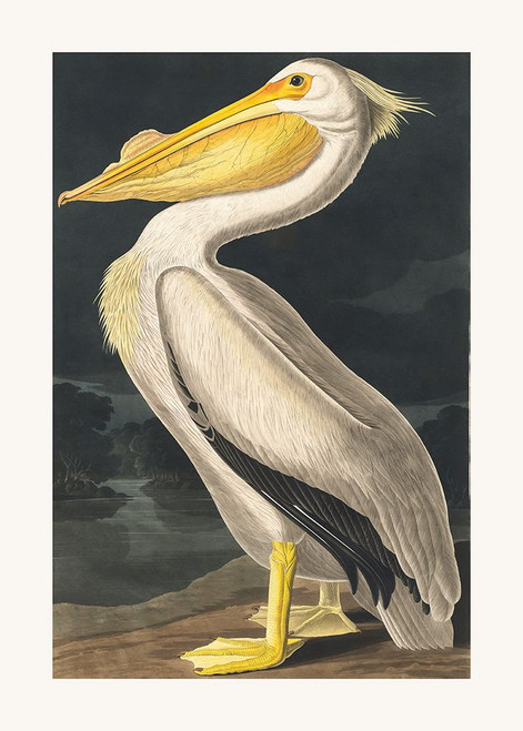 American White Pelican From Birds of America