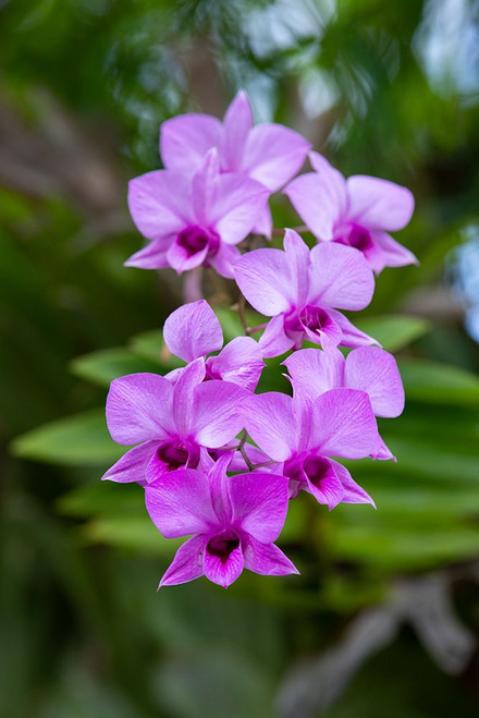 Indonesia-Bali. Orchid detail. Poster Print - Cindy Miller Hopkins