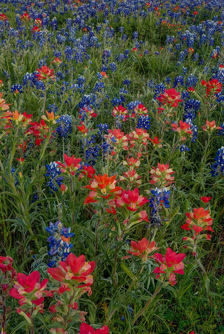 Bluebonnets and Indian Paintbrush 2 Poster Print - Bill Sherrell