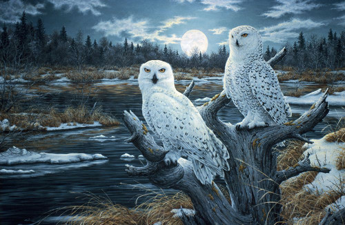 Snowy Owls Poster Print - Jeff Tift