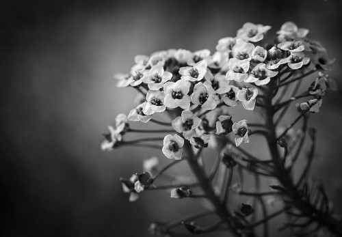 Alyssum Flowers Poster Print - Claudi Lourens