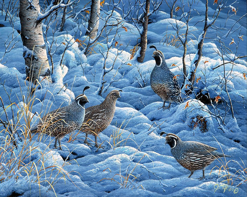 Winter Covey Poster Print - Jeff Tift