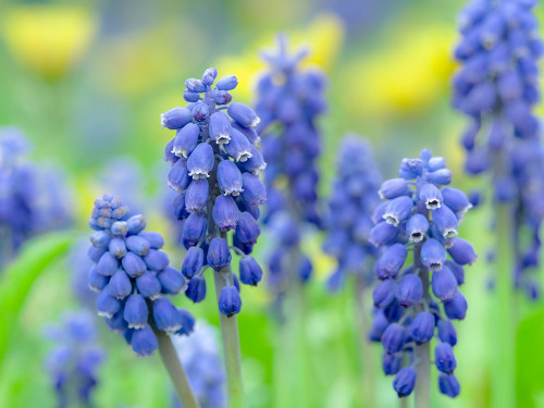 Armenian grape hyacinth. Germany Poster Print - Martin Zwick