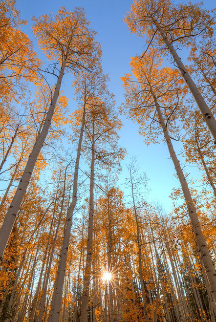 Autumn Starshine 2 Poster Print - Bill Sherrell
