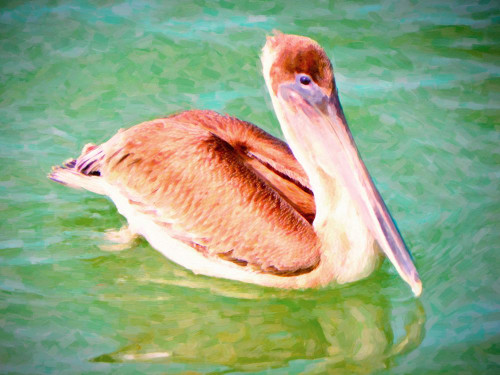 Floating Pelican Poster Print - GST