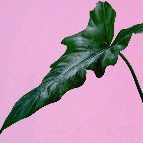 Leaf Me Up Poster Print - Jamie Phillip