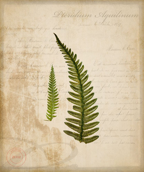 Scientific Plant 5 Poster Print - LightBoxJournal