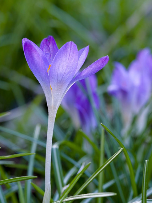 Woodland crocus- Crocus tommasinianus. Germany Poster Print - Martin Zwick