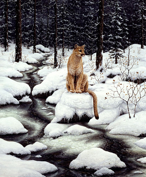 Cougar Poster Print - Jeff Tift