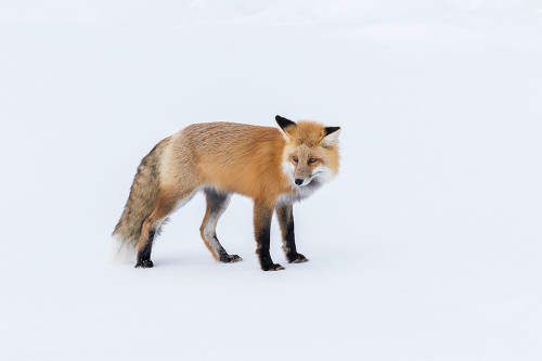 Red Fox 5 Poster Print - Online Galloimages