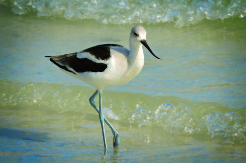 American Avocet Poster Print - GST