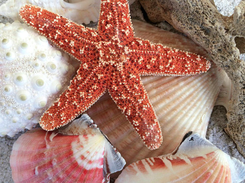 Coral Starfish and Shells Poster Print - GST