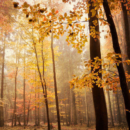 Autumn Blush Poster Print - Iris Lehnhardt