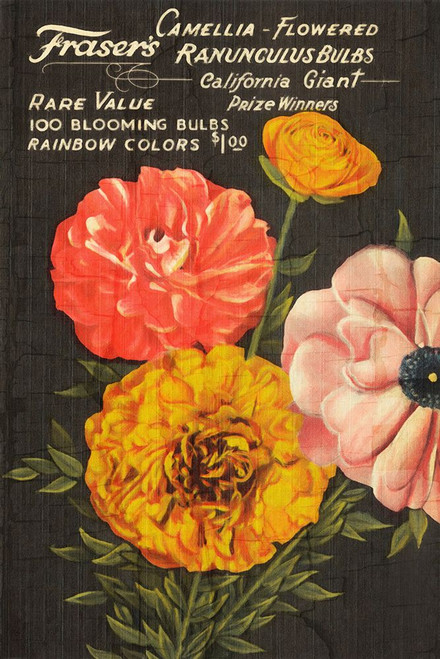California Giant Ranunculus Poster Print - GST