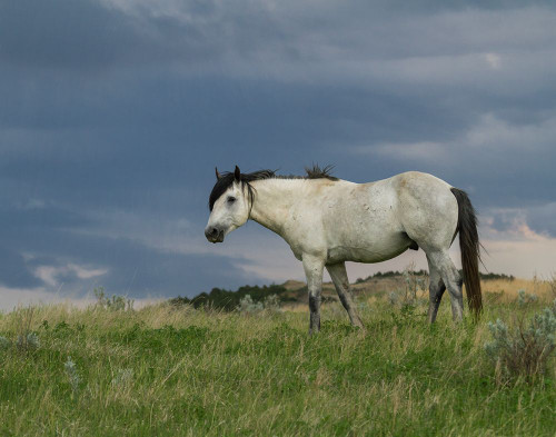 Wild Horse - Stallion